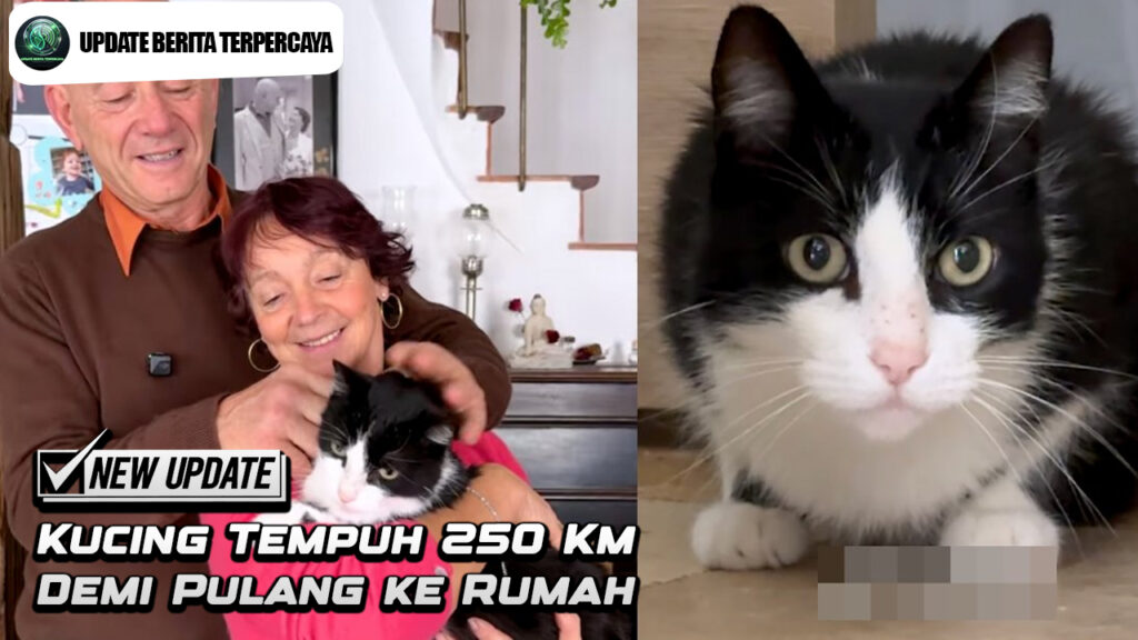 Kucing Tempuh 250 Km Demi Pulang ke Rumah